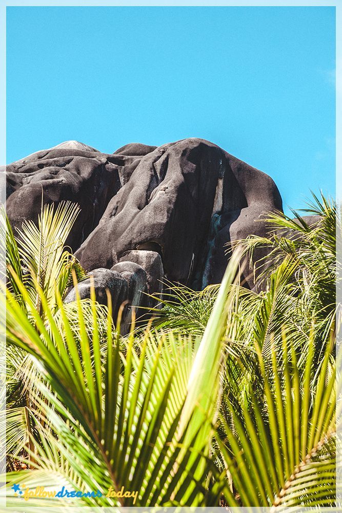 Palm fronds and boulders under a bright sunlit shoreline in the tropics